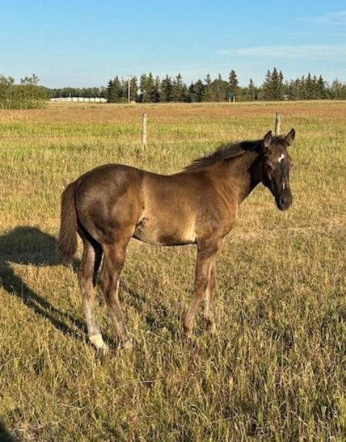 #02 Name Pending - 14 May 25, AQHA, Smoky Black, Colt (Robins Cooke) X (LW Little Doc Seven)